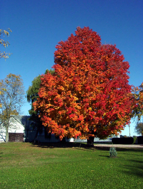 Canada+maple+tree